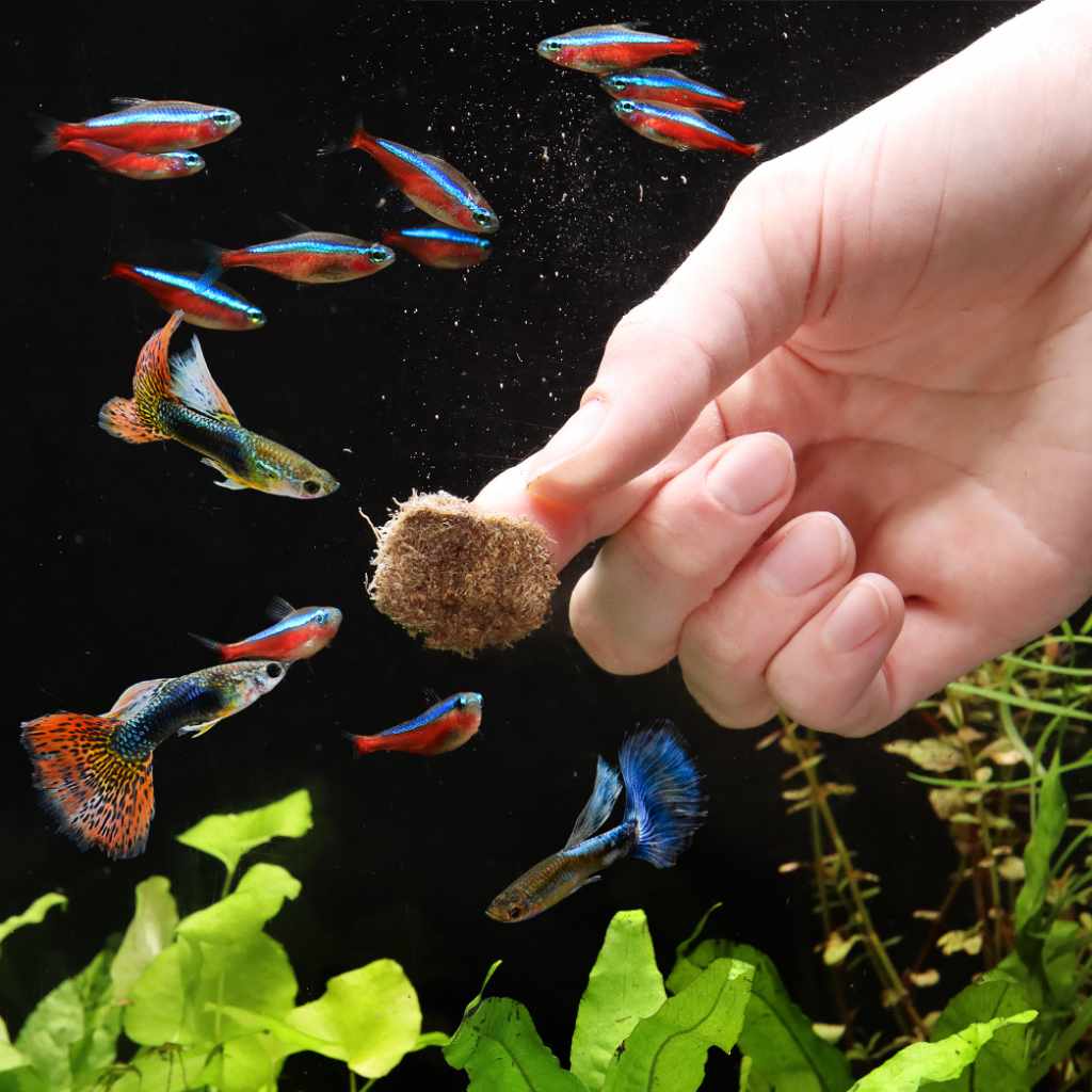 Aquarium Co Op Freeze Dried Tubifex Worms Aquarium Fish Food