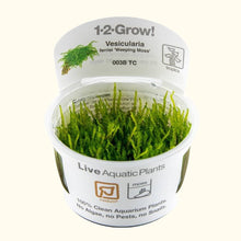 Load image into Gallery viewer, Vesicularia ferriei &amp;#39;Weeping Moss&amp;#39; Tissue Culture
