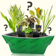 Load image into Gallery viewer, Aquarium Co-Op Live Plants 6 Pack Live Aquarium Plants Mystery Box
