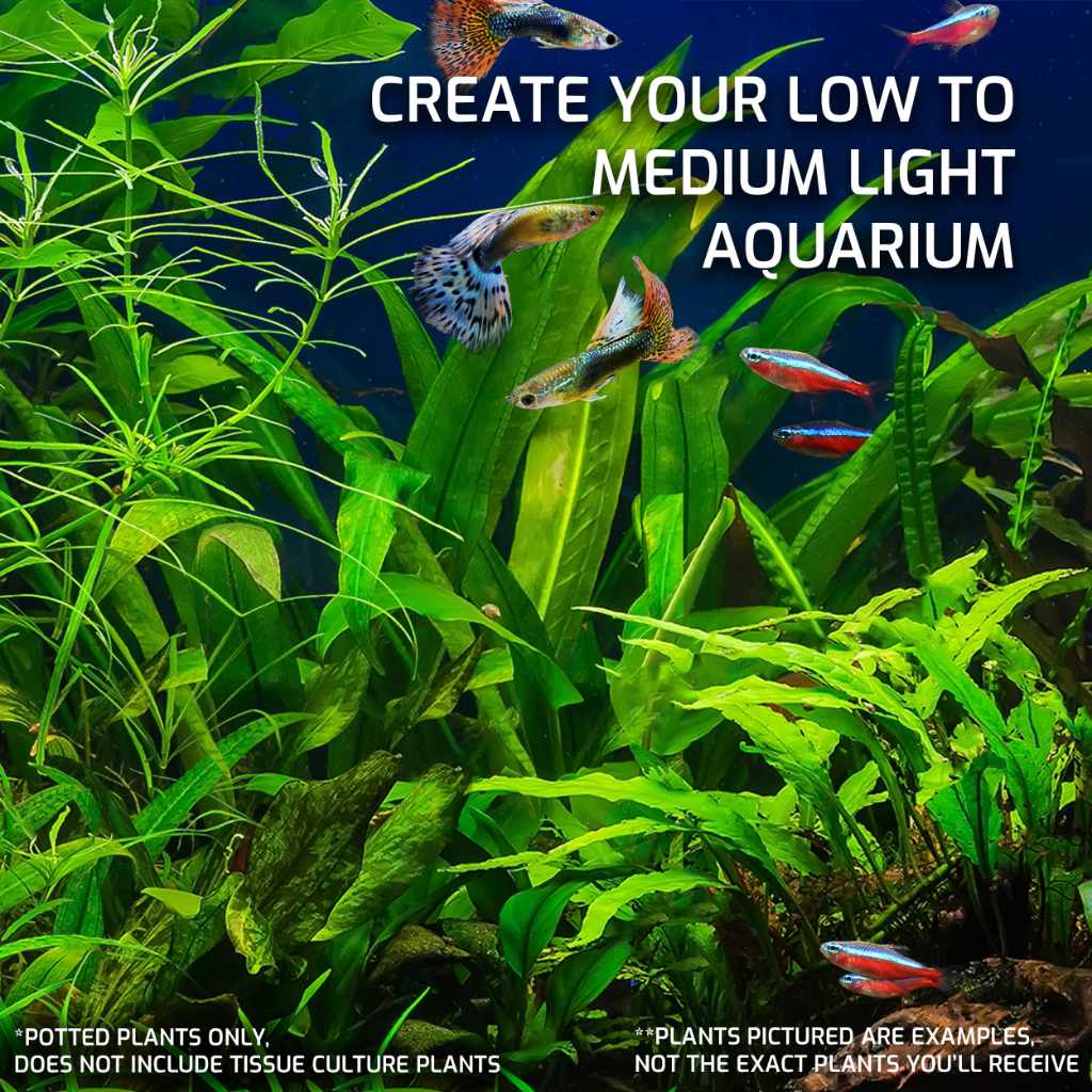 Best place to buy aquarium plants online 2019 best sale