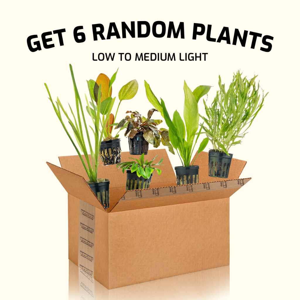 6-pack-live-aquarium-plants-mystery-box-35060612366405