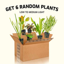 Load image into Gallery viewer, Aquarium Co-Op Live Plants 6 Pack Live Aquarium Plants Mystery Box
