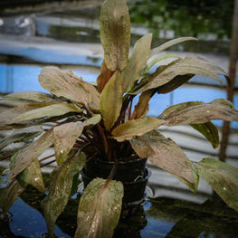 Cryptocoryne_undulata_1_of_1