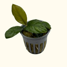 Load image into Gallery viewer, Anubias Coffeefolia
