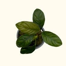 Load image into Gallery viewer, Anubias Coffeefolia
