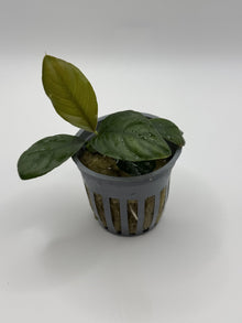 Load image into Gallery viewer, Anubias Coffeefolia
