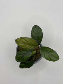 Load image into Gallery viewer, Anubias Coffeefolia
