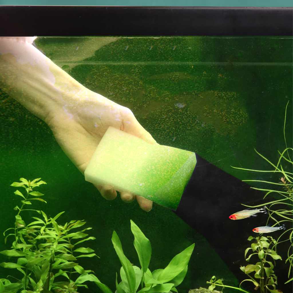 Aquarium algae cleaner hotsell