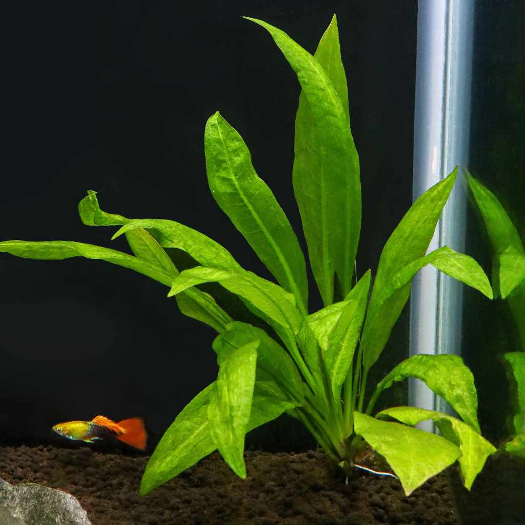 Amazon Sword Plant Fish Tank Plants Live Aquarium Plants for Sale Aquarium Co Op