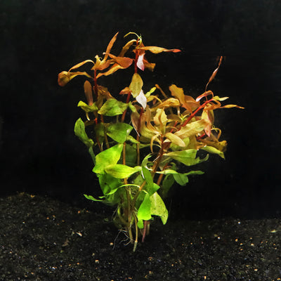 ammannia_gracilis_new_in_tank