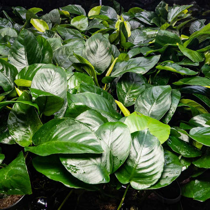 anubias-barteri-00810055290062-31465801154629