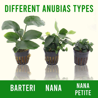 anubias-barteri-00810055290062-35266009923653