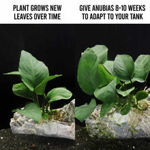 Load image into Gallery viewer, Plants Live Plants Anubias Barteri
