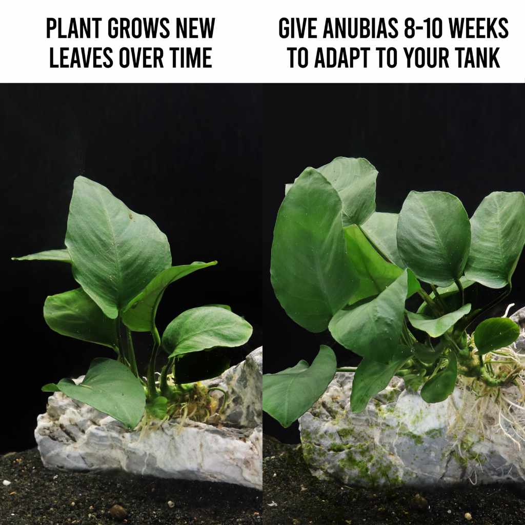 Plants Live Plants Anubias Barteri