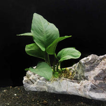 Load image into Gallery viewer, Plants Live Plants Anubias Barteri
