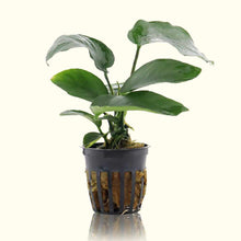 Load image into Gallery viewer, Plants Live Plants Anubias Barteri
