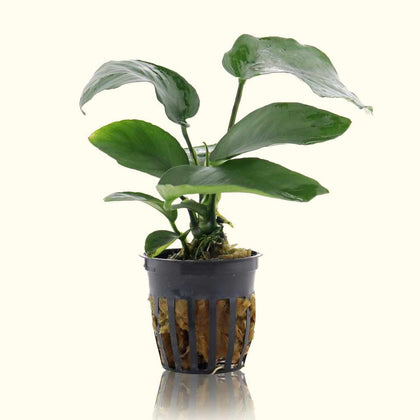 anubias-barteri-00810055290062-35266042953797