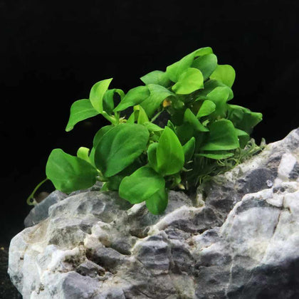 anubias-barteri-nana-tissue-culture-5703249000415-35222747414597