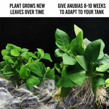 Load image into Gallery viewer, Aquarium Co-Op Live Plants Anubias Barteri Nana Tissue Culture
