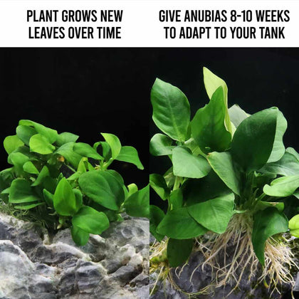 anubias-barteri-nana-tissue-culture-5703249000415-35222747447365