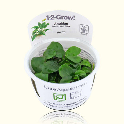 anubias-barteri-nana-tissue-culture-5703249000415-35222747480133