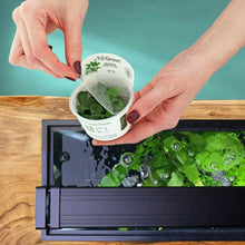 Load image into Gallery viewer, Aquarium Co-Op Live Plants Anubias Barteri Nana Tissue Culture
