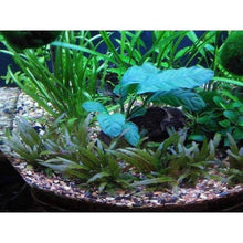 Load image into Gallery viewer, Plants Live Plants Anubias Coffeefolia
