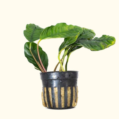 Plants Live Plants Anubias Coffeefolia