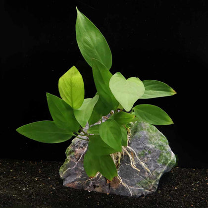 anubias-hastifolia-810055291663-35055077261381