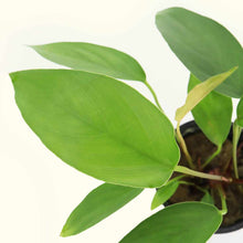 Load image into Gallery viewer, Plants Live Plants Anubias Hastifolia
