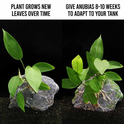 Plants Live Plants Anubias Hastifolia