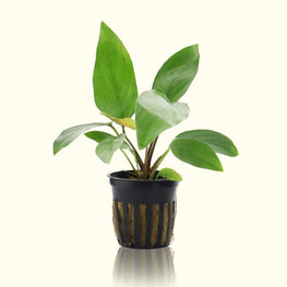 anubias-hastifolia-810055291663-35055077392453