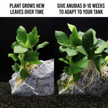 Load image into Gallery viewer, Plants Live Plants Anubias Nana
