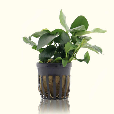 Plants Live Plants Anubias Nana