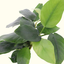 Load image into Gallery viewer, Plants Live Plants Anubias Nana
