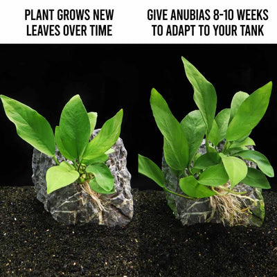 Plants Live Plants Anubias Nangi