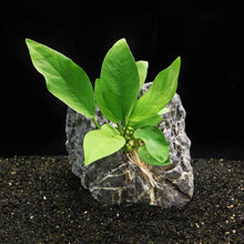 Load image into Gallery viewer, Plants Live Plants Anubias Nangi
