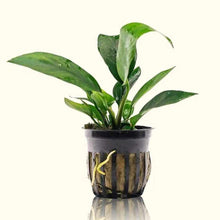 Load image into Gallery viewer, Plants Live Plants Anubias Nangi
