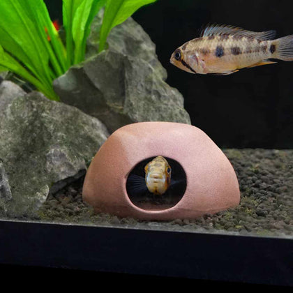 aquarium-co-op-apisto-cave-00810055290888-32621758939205