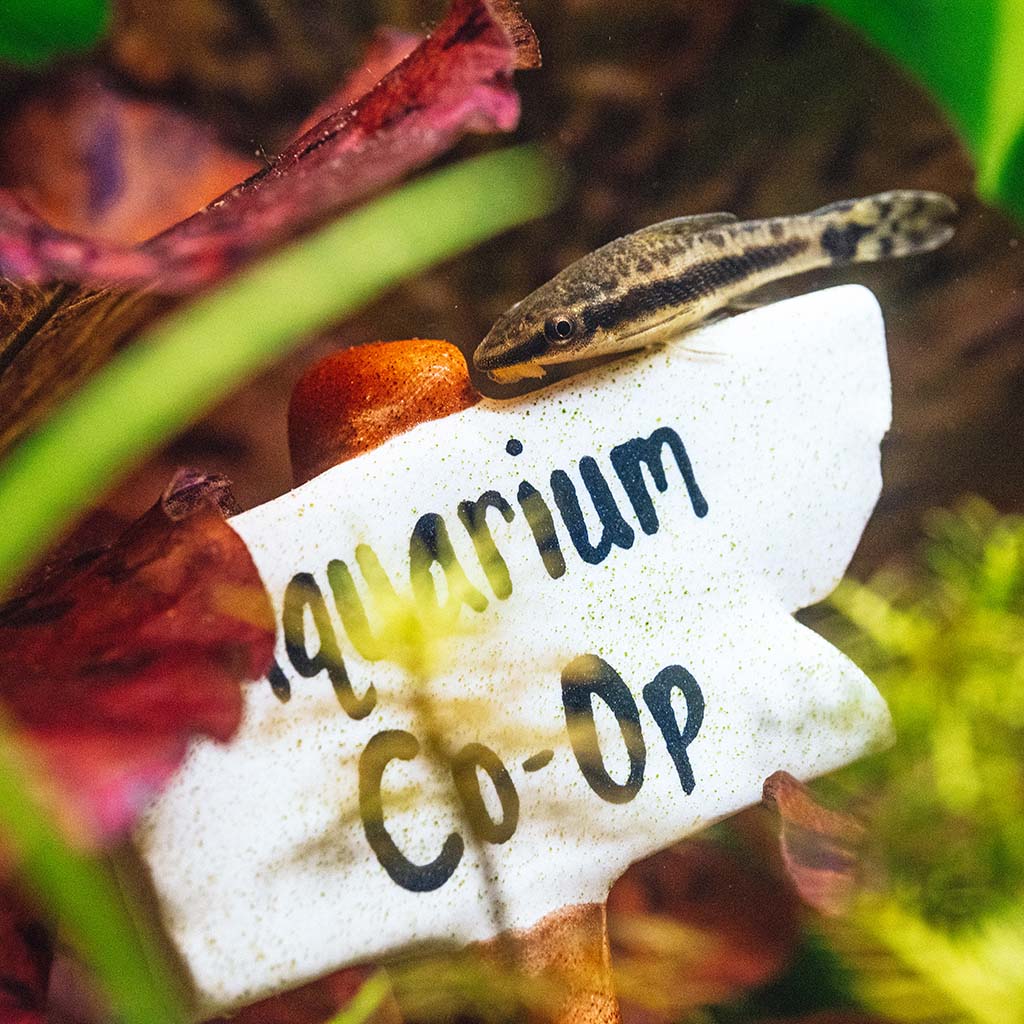 Custom Merchandise Aquarium Co-op Aquarium Co-Op Decorations