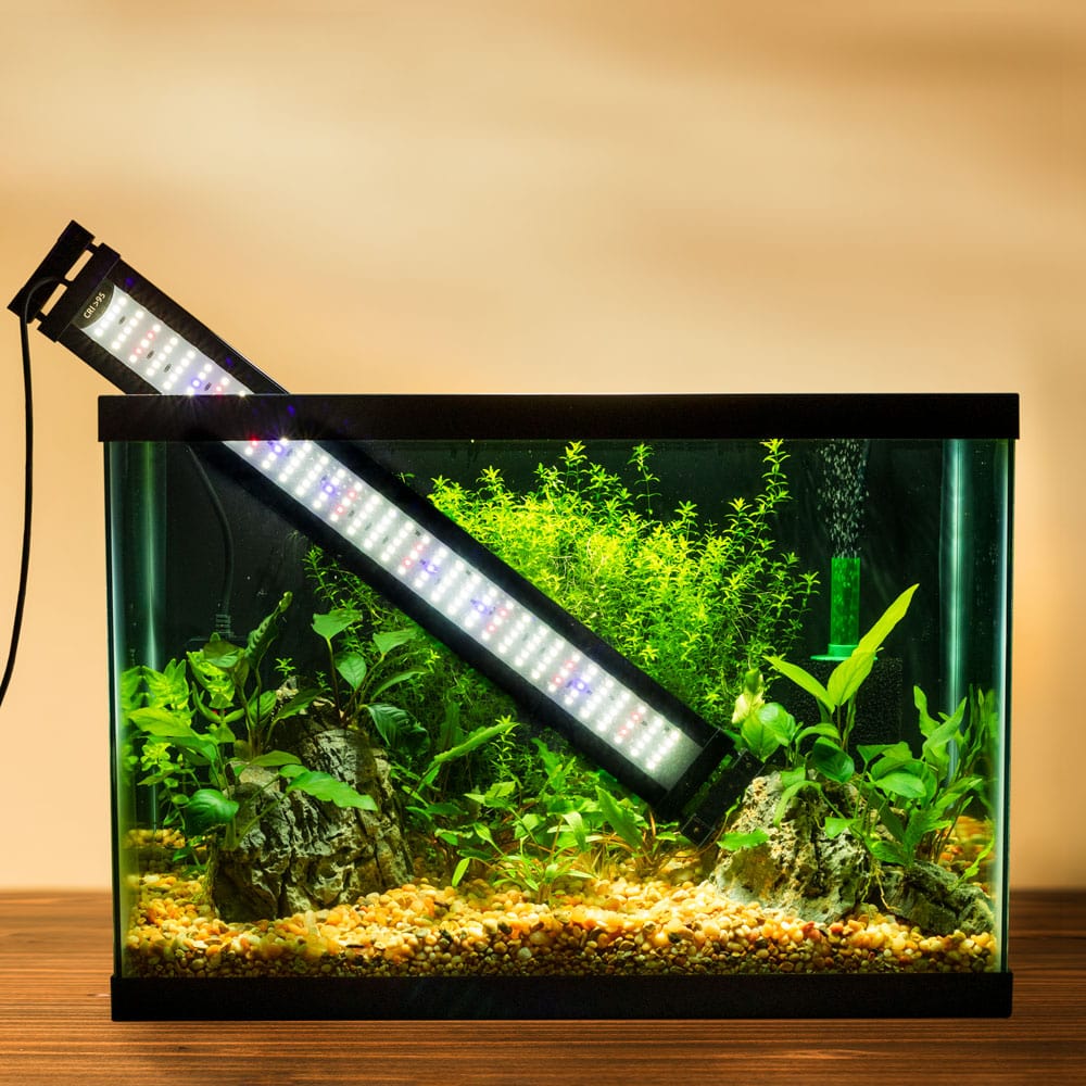 5 Easy, Low-Light Aquarium Plants Even I Can't Kill