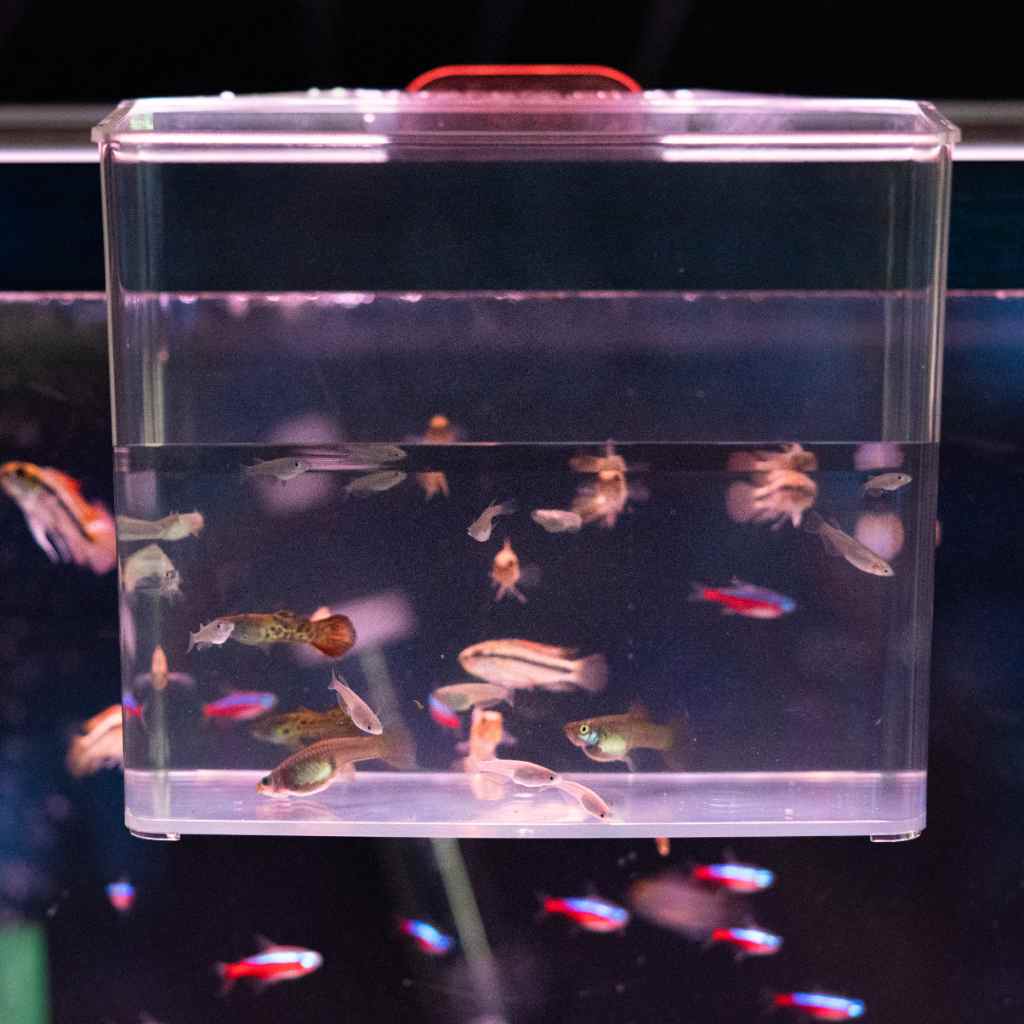 https://www.aquariumcoop.com/cdn/shop/files/aquarium-co-op-tough-specimen-container-810055290628-31465811640389.jpg?v=1697620326