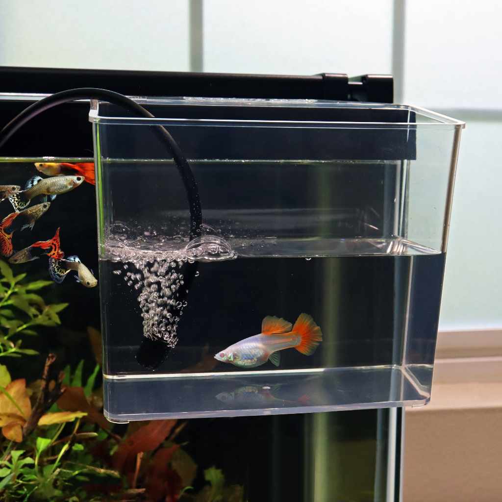 Pet fish supplies best sale