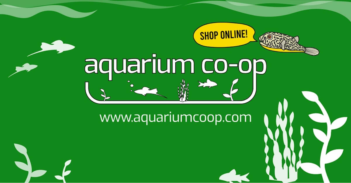 5 Best Fish Tank Ideas for a 20-Gallon Aquarium
