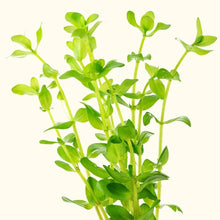 Load image into Gallery viewer, Plants Live Plants Bacopa Caroliniana
