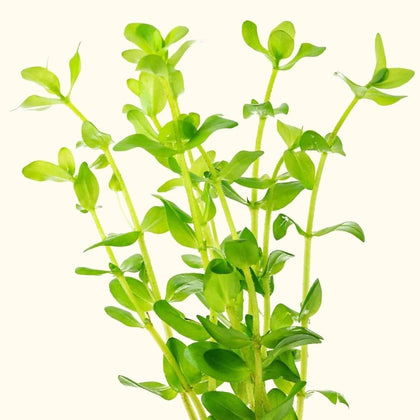 bacopa-caroliniana-810055291151-31666977538117