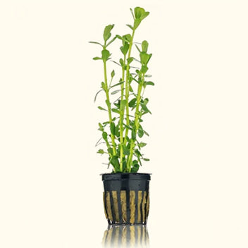 bacopa_moneywort_new_ivory