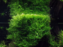 Load image into Gallery viewer, Taxiphyllum barbieri &amp;#39;Bogor Moss&amp;#39; Tissue Culture
