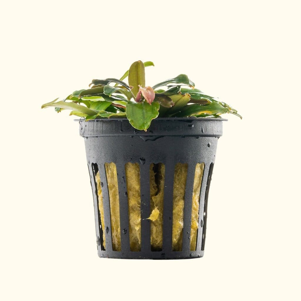 Bucephalandra 