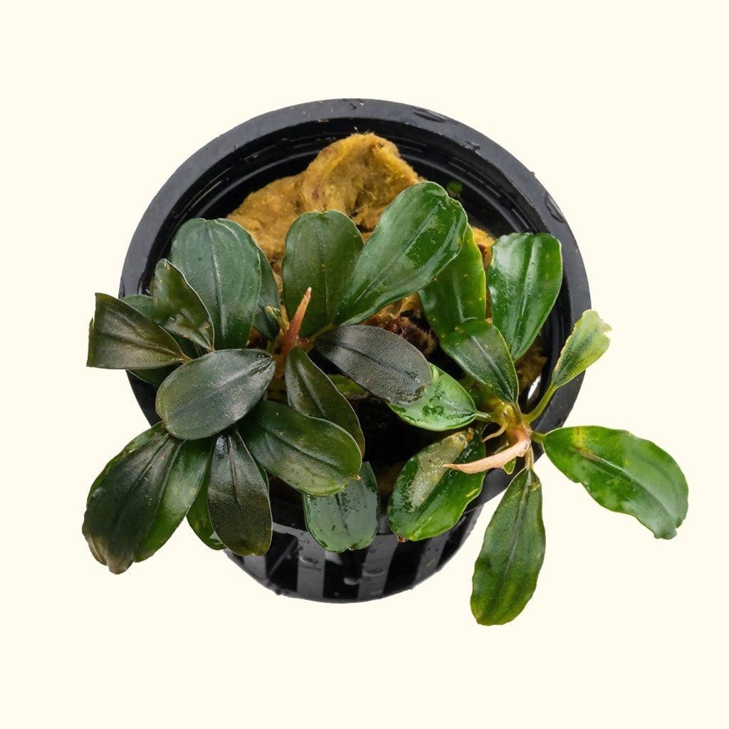 Bucephalandra 